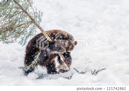 A brown bear playfully interacts with a fallen tree branch in the snowy wilderness during winter 121742862
