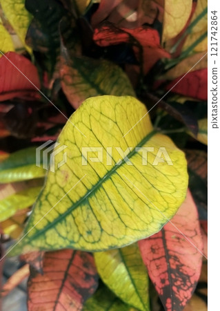 Colorful Croton Leaves with Intricate Patterns.A close-up shot of colorful croton leaves, showcasing a mix of yellow, green, and red hues. The intricate vein patterns  121742864