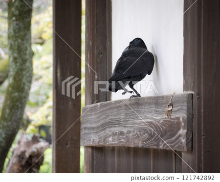 豪德寺的烏鴉 豪德寺的烏鴉 121742892