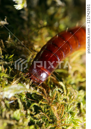 Close-up of the head of a Japanese beetle larva on moss (natural light + strobe macro close-up) Close-up of the head of a Japanese beetle larva on moss (natural light + strobe macro close-up) 121742931