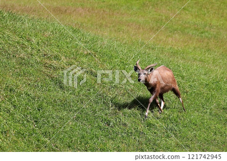 草原上奔跑的小西塔通加 121742945