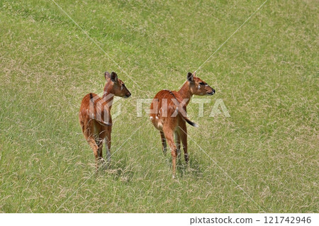雌性西塔通加在草原上排成一排 雌性西塔通加在草原上排成一排 121742946