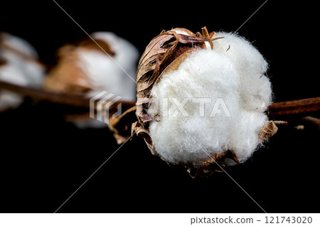 Cotton Bolls on Branch Black background Cotton Bolls on Branch Black background 121743020