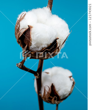 Cotton Bolls on Branch on blue background Cotton Bolls on Branch on blue background 121743021