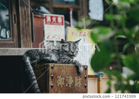 Umemiya Taisha cat Umemiya Taisha cat 121743309