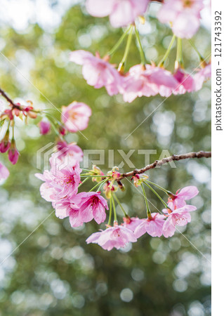 Yohkou cherry blossoms bathed in the spring sunshine Yohkou cherry blossoms bathed in the spring sunshine 121743392