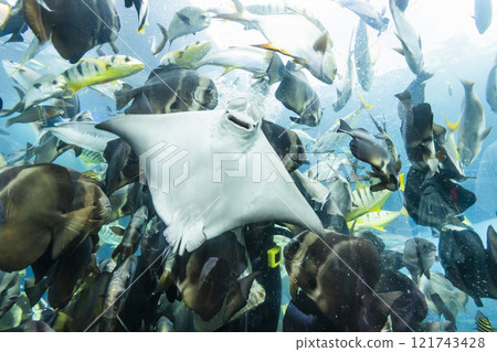 View of the fishes at the Underwater Tunnel at the National Museum of Marine Biology and Aquarium in Kenting National Park of Pingtung, Taiwan. 121743428