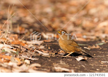 Caterpillar 121743501