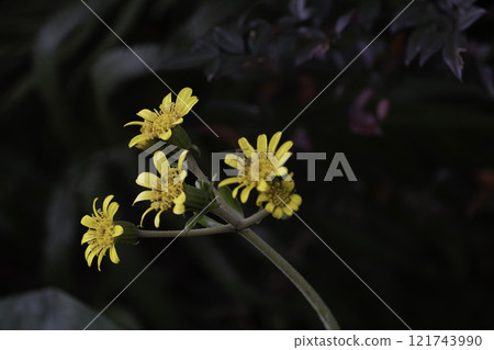 wa花 121743990