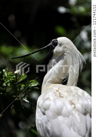 Black-faced Spoonbill with its beak wide open 121744152