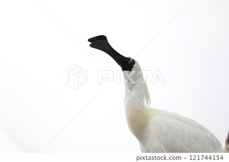 Black-faced Spoonbill looking up on white background Black-faced Spoonbill looking up on white background 121744154