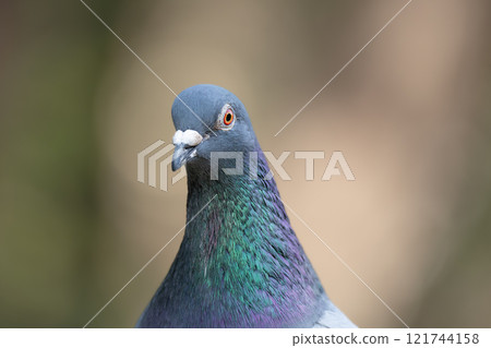 岩鴿臉頸部結構顏色特寫 121744158