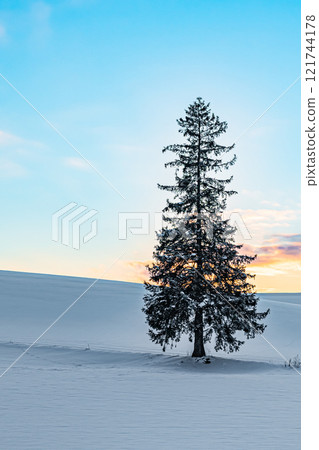 北海道美瑛冬天的聖誕樹 121744178