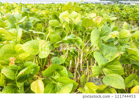 Close-up of adzuki pods growing in the farmland of Wandan, Pingtung, Taiwan. Close-up of adzuki pods growing in the farmland of Wandan, Pingtung, Taiwan. 121744453