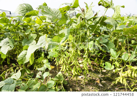 Close-up of edamame pods growing in the farmland of Wandan, Pingtung, Taiwan. 121744458