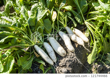 Freshly harvested White Jade Radishes are placed in farmland in Meinong, Kaohsiung, Taiwan. Freshly harvested White Jade Radishes are placed in farmland in Meinong, Kaohsiung, Taiwan. 121744466