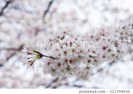 Cherry tree in full bloom  121744630