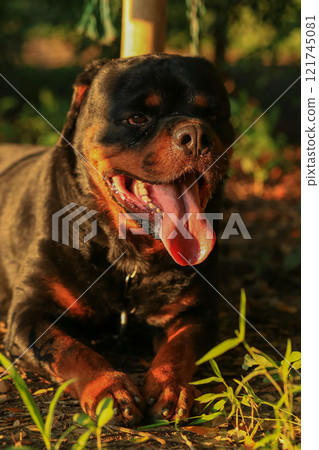 Rottweiler in the garden at sunset. Rottweiler dog lying on the floor and yawning Rottweiler in the garden at sunset. Rottweiler dog lying on the floor and yawning 121745081