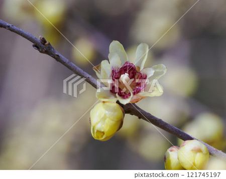 Unnanroubai 蠟質花瓣 Unnanroubai 蠟質花瓣 121745197