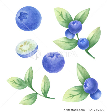 Blueberry watercolor illustration set isolated from background. Hand drawn juicy wild berry bilberry. Fetuses and leaves. For kitchen textile, food packaging, healthy food recipes, menu and cookbooks. Blueberry watercolor illustration set isolated from background. Hand drawn juicy wild berry bilberry. Fetuses and leaves. For kitchen textile, food packaging, healthy food recipes, menu and cookbooks. 121745472