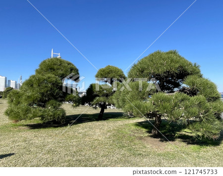 Japanese pine tree in park with lawn in embankment park in Yokohama Japanese pine tree in park with lawn in embankment park in Yokohama 121745733