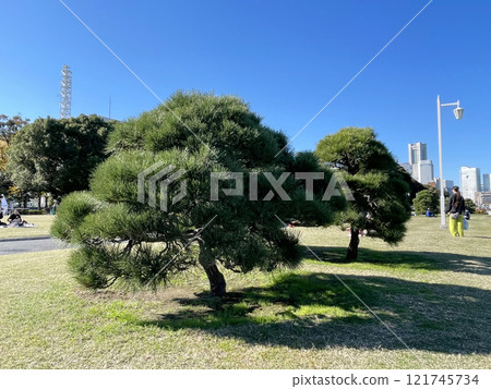 Japanese pine tree in Yokohama waterfront park Japanese pine tree in Yokohama waterfront park 121745734
