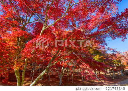 靜岡縣伊豆市修善寺，紅葉名勝，修善寺自然公園，紅葉紅葉的楓林，秋葉 121745840