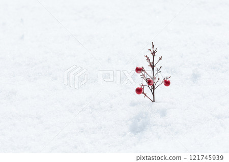 Red berry tree in the snow Red berry tree in the snow 121745939