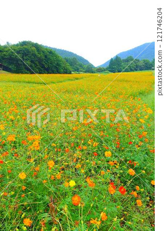 Cosmos in full bloom, Autumn cherry blossoms, Cosmosberg, Omoshiroyama Plateau Cosmos in full bloom, Autumn cherry blossoms, Cosmosberg, Omoshiroyama Plateau 121746204