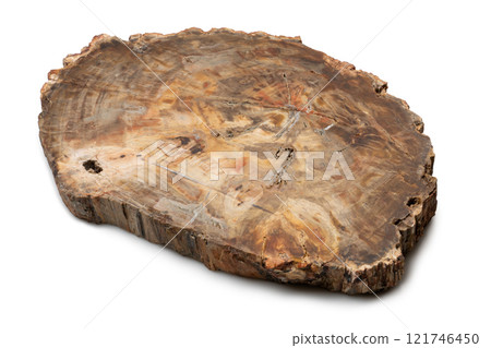 A section of ancient petrified wood 121746450