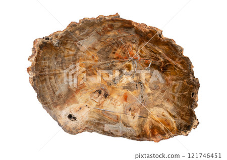 A section of ancient petrified wood 121746451