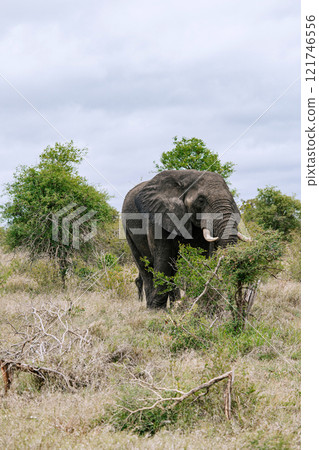african elephant stands among trees in natural habitat, savanna 121746556