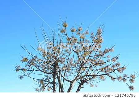 A melid tree with only the fruit left 121746793