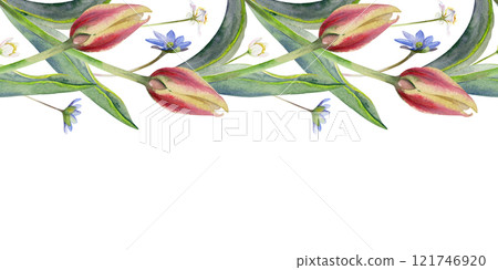 Spring flowers, yellow and red tulip, blue hepatica forget-me-not, white forest anemone primrose, grass, hand drawn in watercolor. Seamless banner illustration. Wedding, florist shop, stationery. 121746920