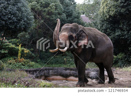 Indian elephant raising nose Indian elephant raising nose 121746934