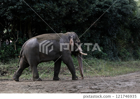 Portrait of a walking Indian elephant Portrait of a walking Indian elephant 121746935