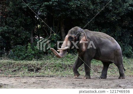 Indian elephant walking with its trunk up Indian elephant walking with its trunk up 121746936