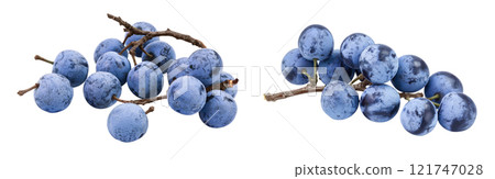 Fresh blackthorn berries with twig, prunus spinosa isolated on white background with full depth of field Fresh blackthorn berries with twig, prunus spinosa isolated on white background with full depth of field 121747028