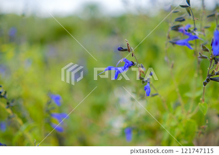 Blue flowers of salvia 121747115