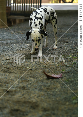 Dalmatian dog  in the garden, beautiful moment  121747131