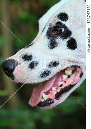 Dalmatian dog  in the garden, beautiful moment  121747132