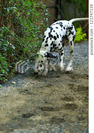 Dalmatian dog in the garden, beautiful moment Dalmatian dog in the garden, beautiful moment 121747139