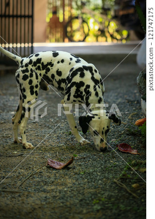 Dalmatian dog  in the garden, beautiful moment  121747175