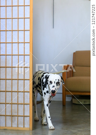 Dalmatian dog  in the garden, beautiful moment  121747225