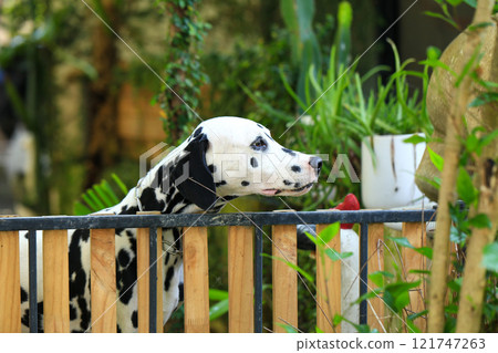 Dalmatian dog  in the garden, beautiful moment  121747263