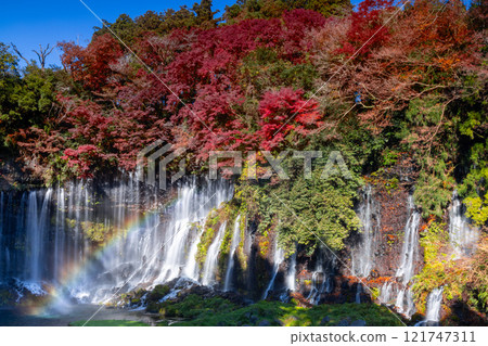 A rainbow and autumn maples shine at Shiraito Falls, a World Heritage Site in Kamiide, Fujinomiya City, Shizuoka Prefecture 121747311