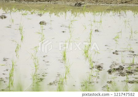 水稻生長在稻田的水中 水稻生長在稻田的水中 121747582