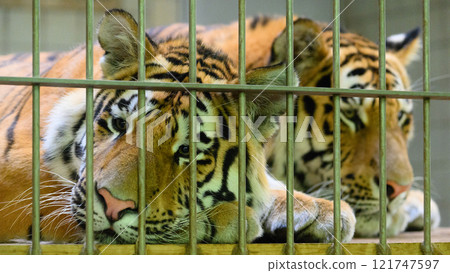 Amur tiger siblings in a cage Amur tiger siblings in a cage 121747597