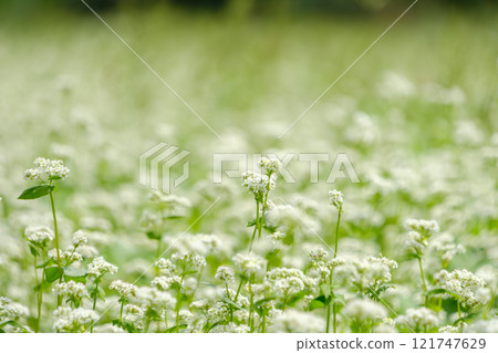 A rural landscape with buckwheat flowers spreading A rural landscape with buckwheat flowers spreading 121747629