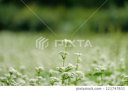 Buckwheat field under the blue sky Buckwheat field under the blue sky 121747631